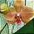 Phalaenopsis  Amarela planta adulta - Imagem 1