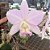 Cattleya nobilior amaliae  "Paris x Primeiro Amor " + Cachepo no sistema acoplado - Imagem 1