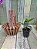 Cattleya nobilior amaliae  "Paris x Primeiro Amor " + Cachepo no sistema acoplado - Imagem 2