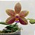 PHALAENOPSIS SOGO RELEX "166"   X    SOGO LAWRENCE PLANTA ADULTA - Imagem 1