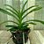 VANDA SEM IDENTIFICAÇÃO - Imagem 1