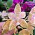 "" AVARIAS ""Phalaenopsis Hieroglyphica - Imagem 1