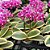 Phalaenopsis Variegata Orchid 'Coffey' ( T2 ) - Imagem 2
