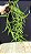DENDROBIUM RINDJANIENSE - Imagem 3