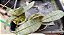 PHALAENOPSIS PHILIPPINENSIS PLANTA PRE ADULTA - Imagem 2