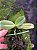PHALAENOPSIS COCHLEARIS - Imagem 3
