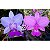 C. Walkeriana Flamea Carina x (Cambara x Lineata) - Imagem 1