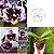 Phalaenopsis Miki Black Angel 364 - AD - Imagem 1