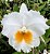 CATTLEYA BURDEKIN BRIDE PLANTA ADULTA - Imagem 1
