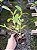 DENDROBIUM FINDLAYANUM - Imagem 2