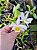DENDROBIUM FINDLAYANUM - Imagem 1