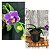 PHALAENOPSIS VIOLET EYE - Imagem 1