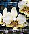 Phalaenopsis stuartiana Nobilis 'Xiuya' - Imagem 1