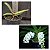 Rhynchostylis Retusa Alba  ( muda ) - Imagem 1