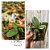Phalaenopsis lobbii var. 'Vietnamensis" - Imagem 1