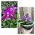KIT DE PHALAENOPSIS ( PHALAENOPSIS LUEDDEMANNIANA, PHALAENOPSIS PULCHRA PLANTAS ADULTAS - Imagem 1