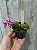 Phalaenopsis equestris var. rosea - Imagem 2