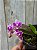 Phalaenopsis equestris var. rosea - Imagem 1