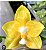 PHALAENOPSIS JOY SPRING CANARY ( seleção especial ) - Imagem 1