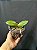 PHALAENOPSIS JOY SPRING CANARY ( seleção especial ) - Imagem 3