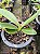 PHALAENOPSIS JOY SPRING CANARY ( seleção especial ) - Imagem 1