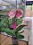 PHALAENOPSIS MIDNIGHT SUM COM DUAS HASTES - Imagem 2