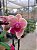 PHALAENOPSIS MIDNIGHT SUM COM DUAS HASTES - Imagem 1