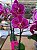 PHALAENOPSIS CLAUDIA COM 3 HASTES - Imagem 1