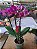 PHALAENOPSIS CLAUDIA COM 3 HASTES - Imagem 2