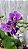 PHALAENOPSIS SMURF COM DUAS HASTES - Imagem 1