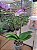 PHALAENOPSIS SMURF COM DUAS HASTES - Imagem 2