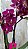 PHALAENOPSIS LINHANHER HAPPY STAR COM DUAS HASTES - Imagem 1