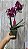 PHALAENOPSIS LINHANHER HAPPY STAR COM DUAS HASTES - Imagem 2