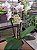 PHALAENOPSIS NEON MAGIC MULTIFLORA - Imagem 1