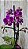 PHALAENOPSIS PUEBLA COM DUAS HASTES - Imagem 1