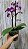PHALAENOPSIS PUEBLA COM DUAS HASTES - Imagem 2
