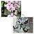 PHALAENOPSIS SCHILLERIANA "" PRATA "" - Imagem 1