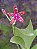 PHALAENOPSIS BASTIANII - Imagem 1
