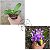 PHALAENOPSIS LIOULIN BLUE KITTY - Imagem 2