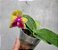 Phal Miki Mok Choi Bear Queen 'Feast' - Imagem 2