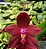 Phal LD's Bear King - Imagem 1