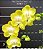 Phal Miki Sun Shine '522' - Imagem 1