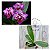 PHALAENOPSIS YONGHOME  SUMMER ( VARIEGATA ) - Imagem 1