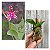 PHALAENOPSIS BASTIANII NO TRONQUINHO - Imagem 1