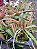 Holcoglossum subulifolium x phalaenopsis stuartiana - Imagem 2