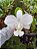 CATTILEYA DOLOSA ALBA - Imagem 1