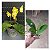 PHALAENOPSIS JOY SPRING CANARY ( PLANTA ADULTA) - Imagem 1