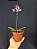 Phalaenopsis Multiflora Eletric Vibes "Pelorica" - Haste Floral - Imagem 2