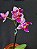 Phalaenopsis Multiflora Eletric Vibes "Pelorica" - Haste Floral - Imagem 3
