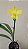 SPATHOGLOTTIS KIMBALLIANA - Imagem 1